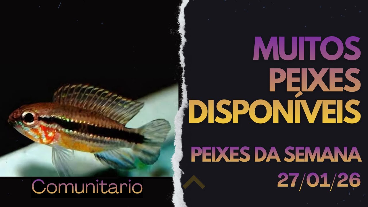Neon, Rodostomus, Botia....Muitos Peixes Tropicais LINDOS!