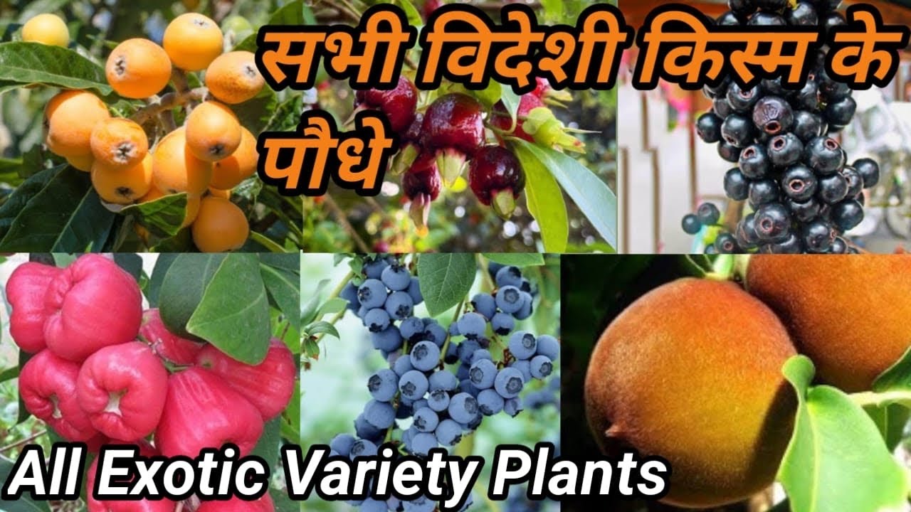 All Exotic Variety Plant|| सभी विदेशी किस्म के पौधे||Thai Variety Plant