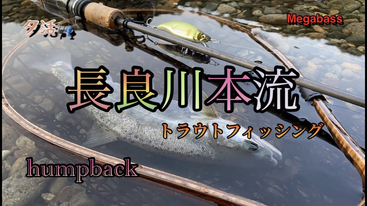 2021/04/01  長良川本流に今年初で夕方行ってみたら思わぬ良型が出た‼️
