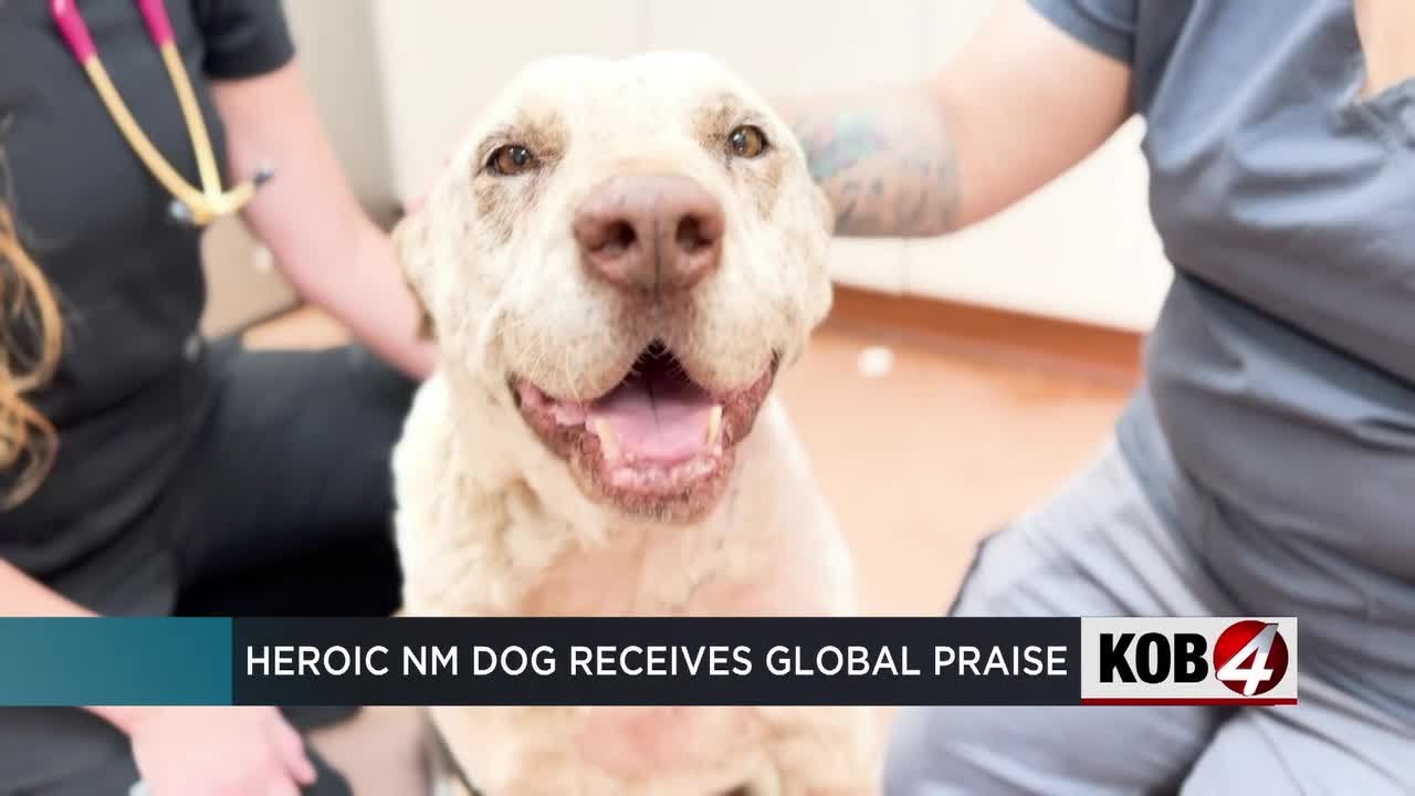 Heroic New Mexico dog receives global praise after saving family