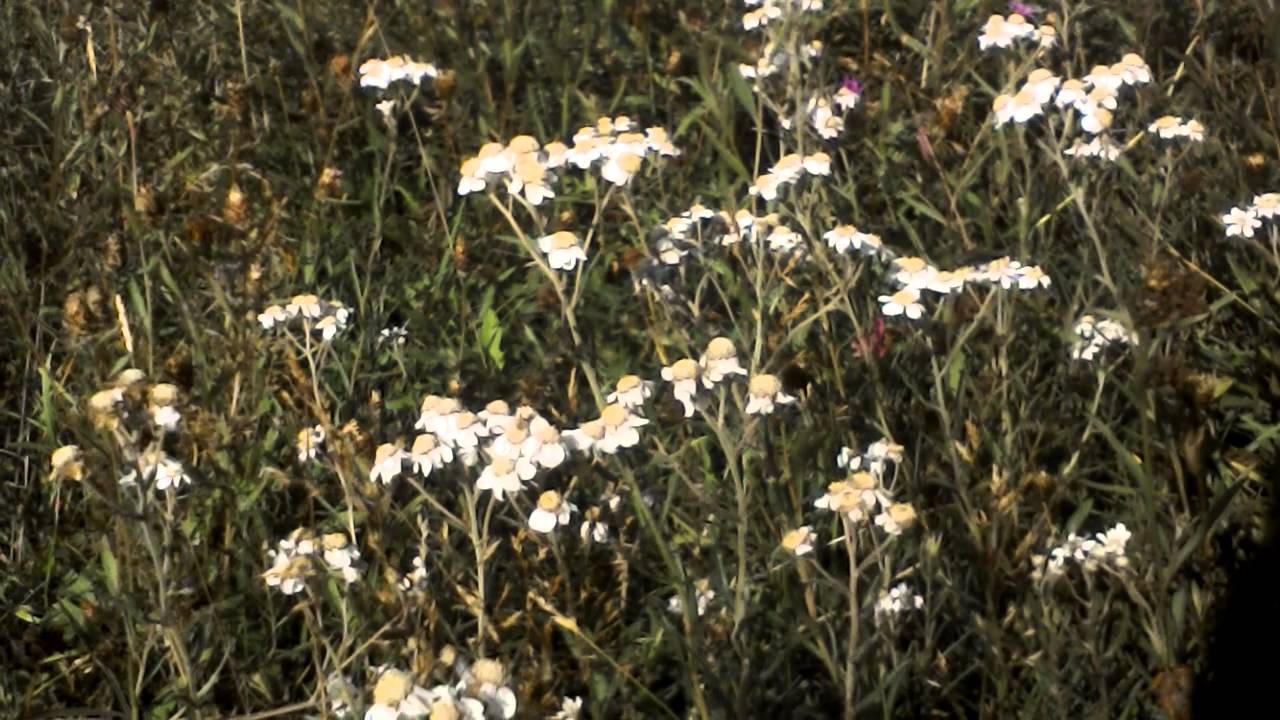 Sneezewort