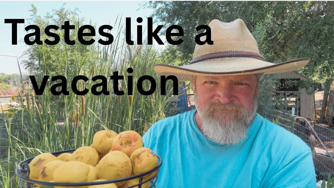 Don’t Buy  A Fruit Tree Before Watching This!