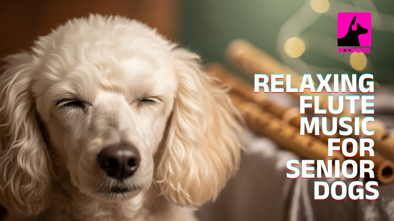 Relaxing Flute Music for Senior Dogs: Gentle Sounds for Comfort & Calm 🐾🎶