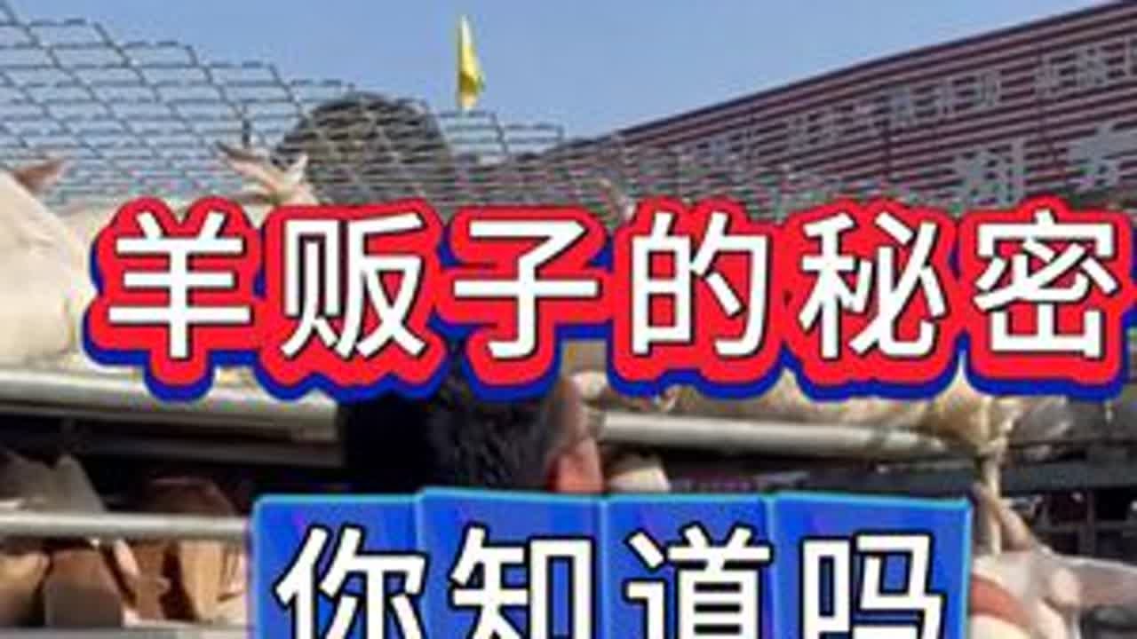 #养羊#牛羊养殖#新手养羊#养羊人