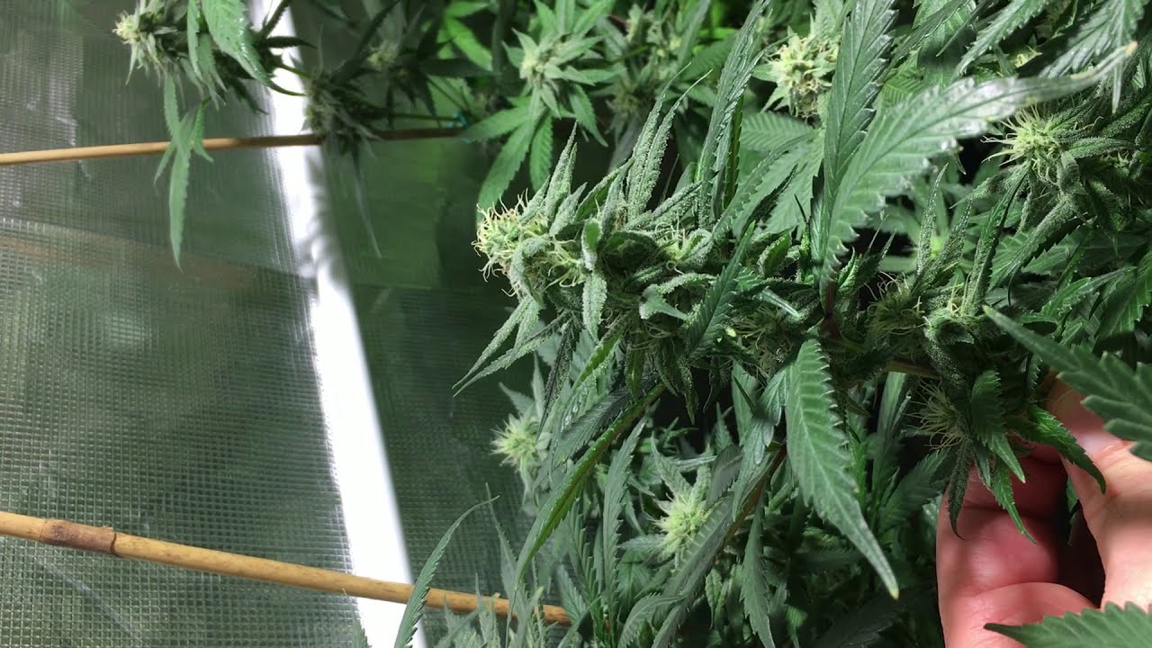 Growing Cannabis: Week 5 of Flower