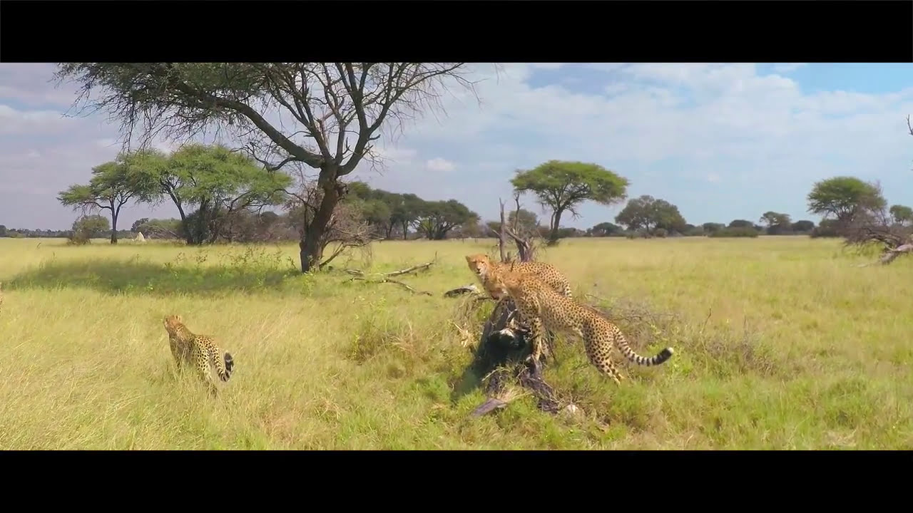 Amazing Video of The Hide Safari Camp in Hwange National Park (shared Inspiration Africa)