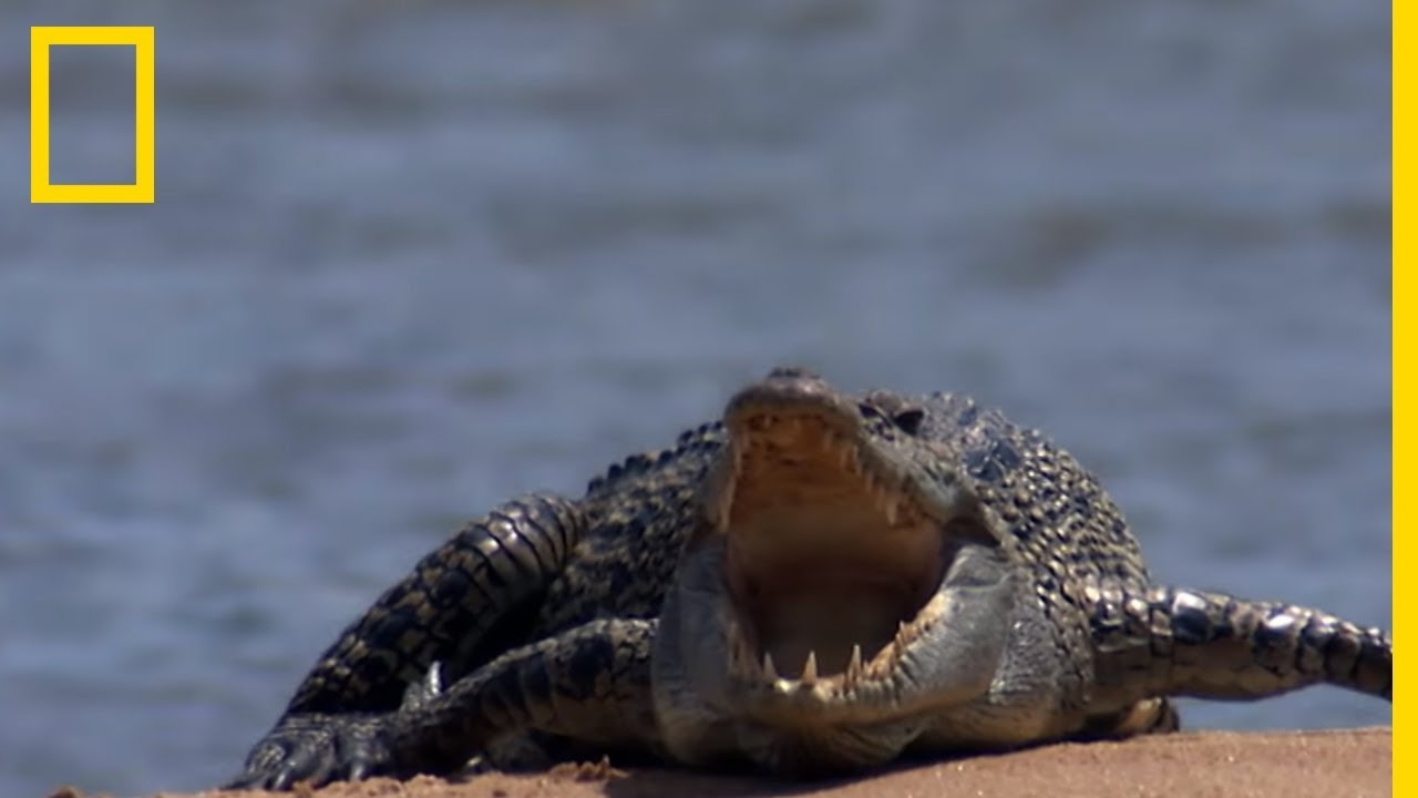 Requin-bouledogue vs crocodile