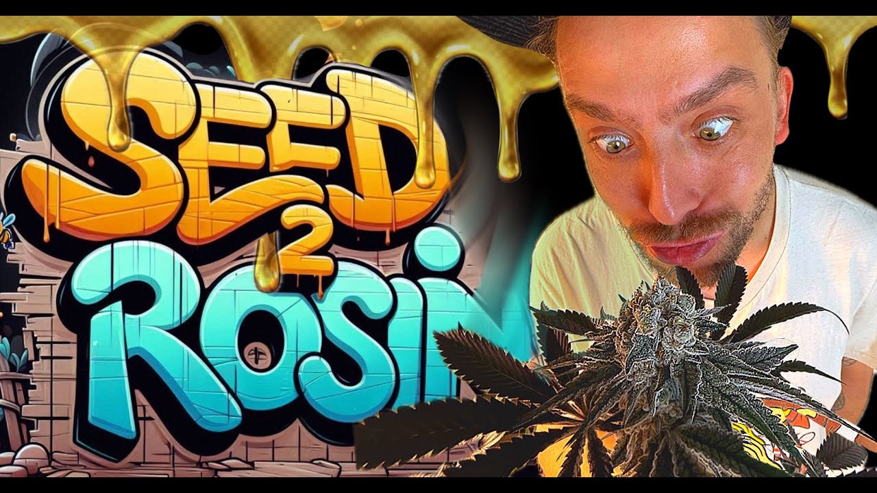 DANTES INFERNO #8 | RAINBOW BELT 2.0 | SEED 2 ROSIN |