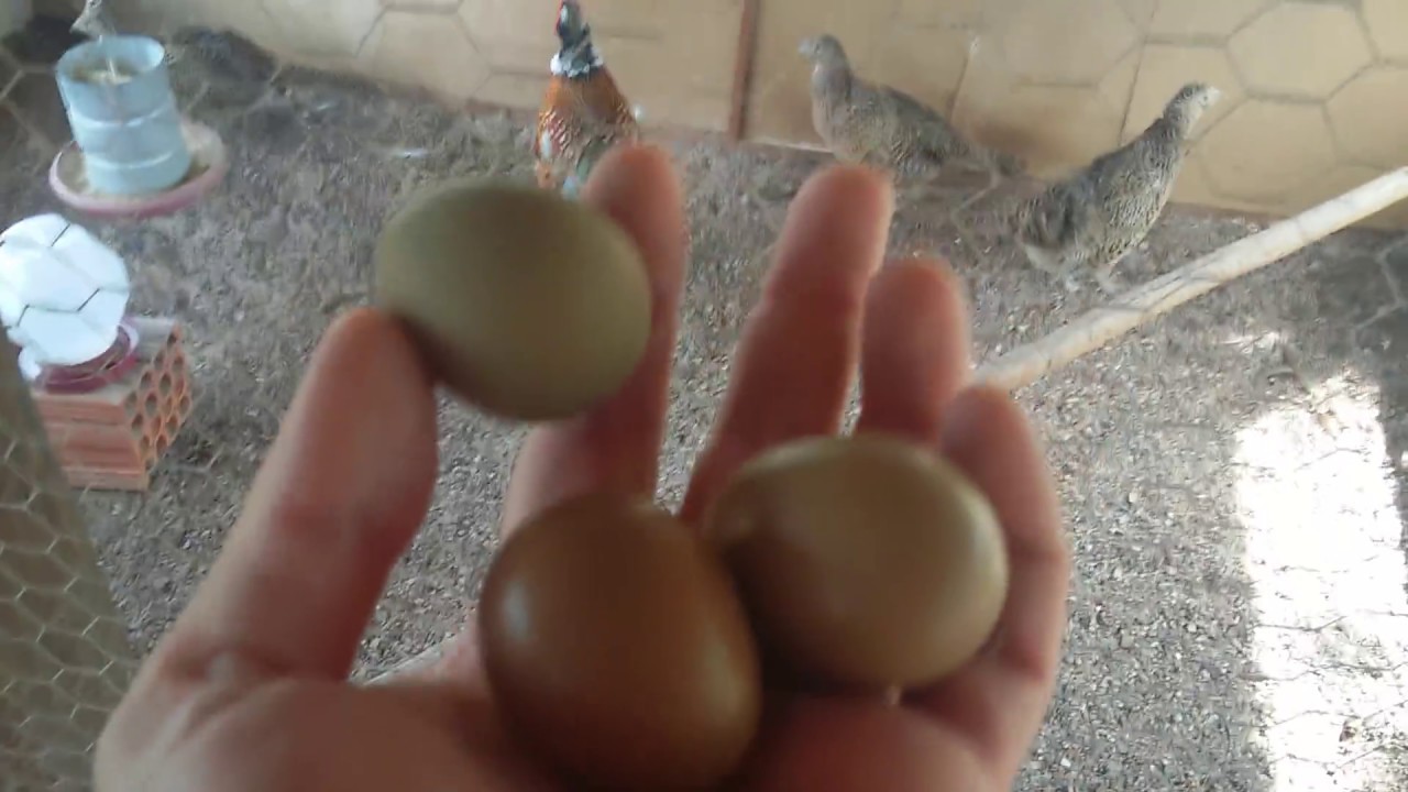 Criação De Faisão Coleira Montes Claros MG