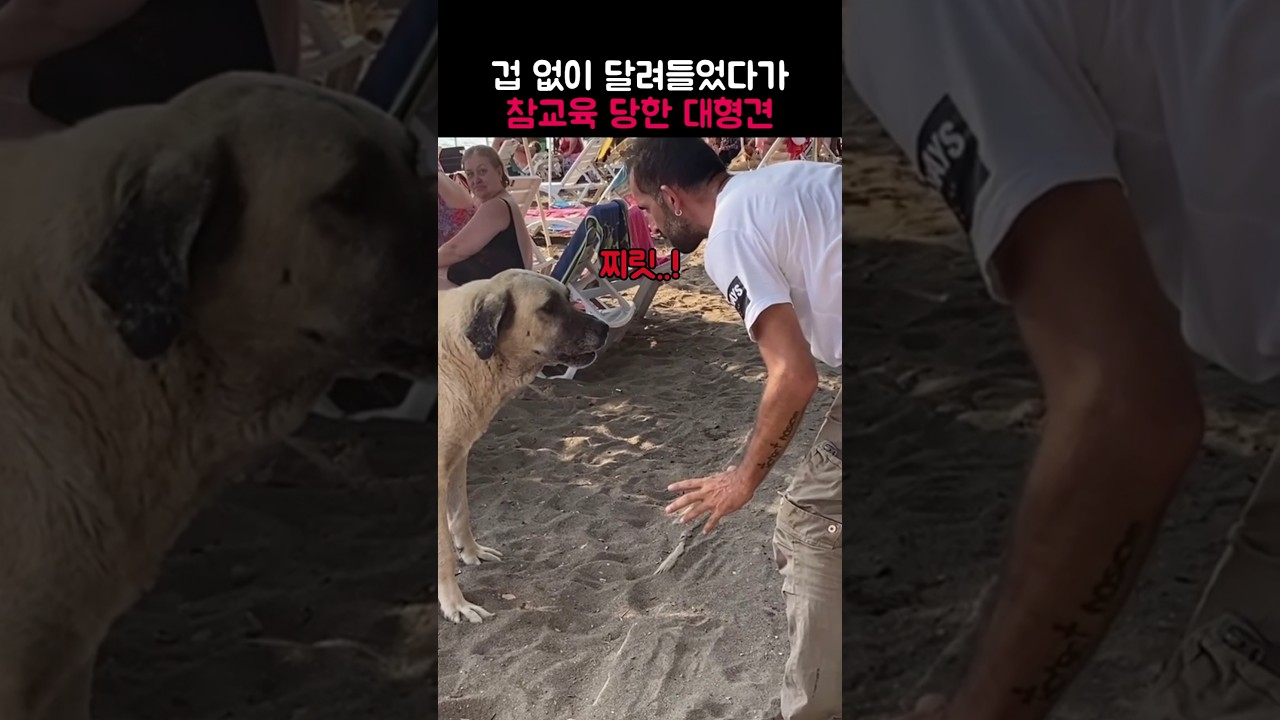 사나운 대형견이 참교육 당한 이유