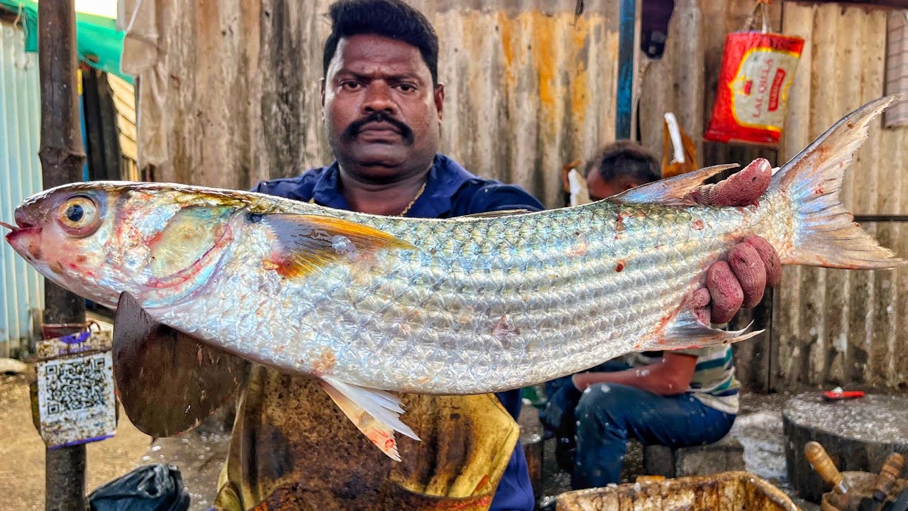 KASIMEDU 🔥 SPEED SELVAM | HUGE MADAVAI FISH CUTTING VIDEO | 4K VIDEO | KM FISH CUTTING