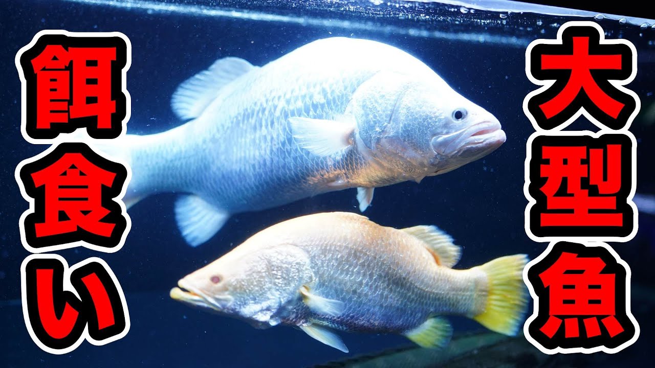 マニア宅訪問🏡巨大水槽の大型魚　精鋭達の餌食いが大迫力で美しい　アクアリウム　ダトニオ　ポリプテルス　プラチナバラマンディ