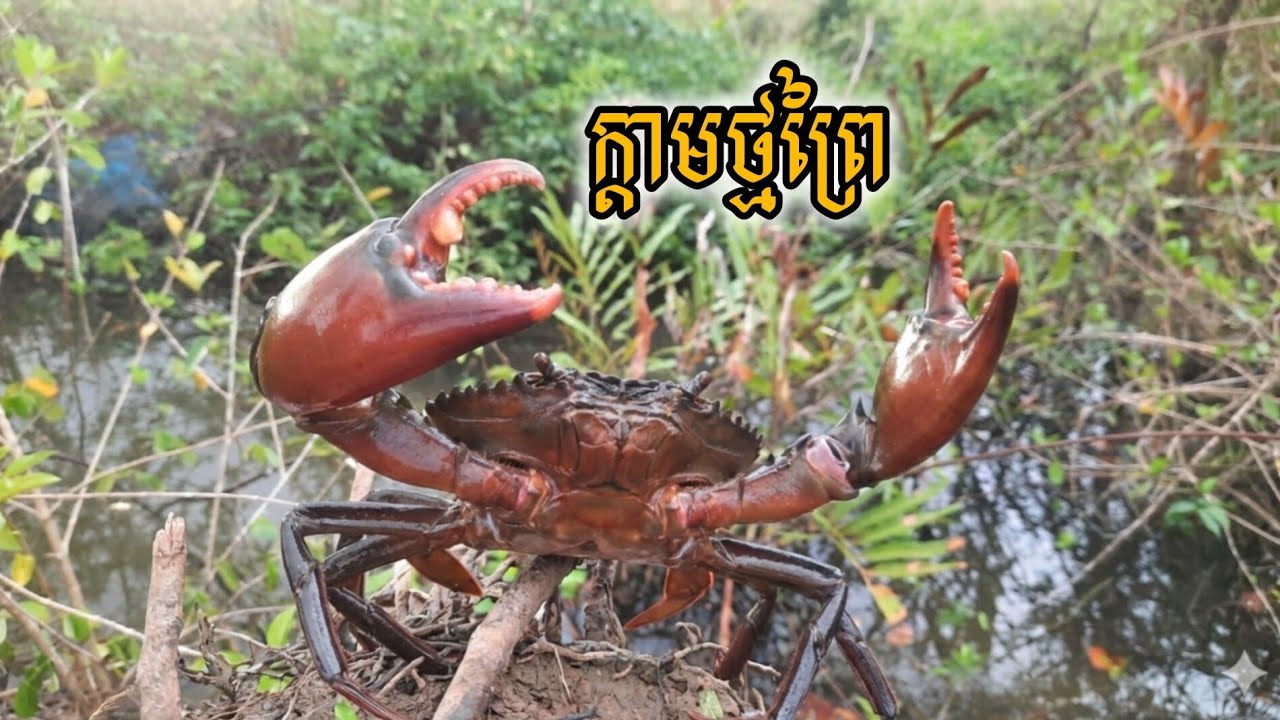 ដាក់លបក្តាម 🦀🦀ក្នុងព្រៃ🏞️🏞️