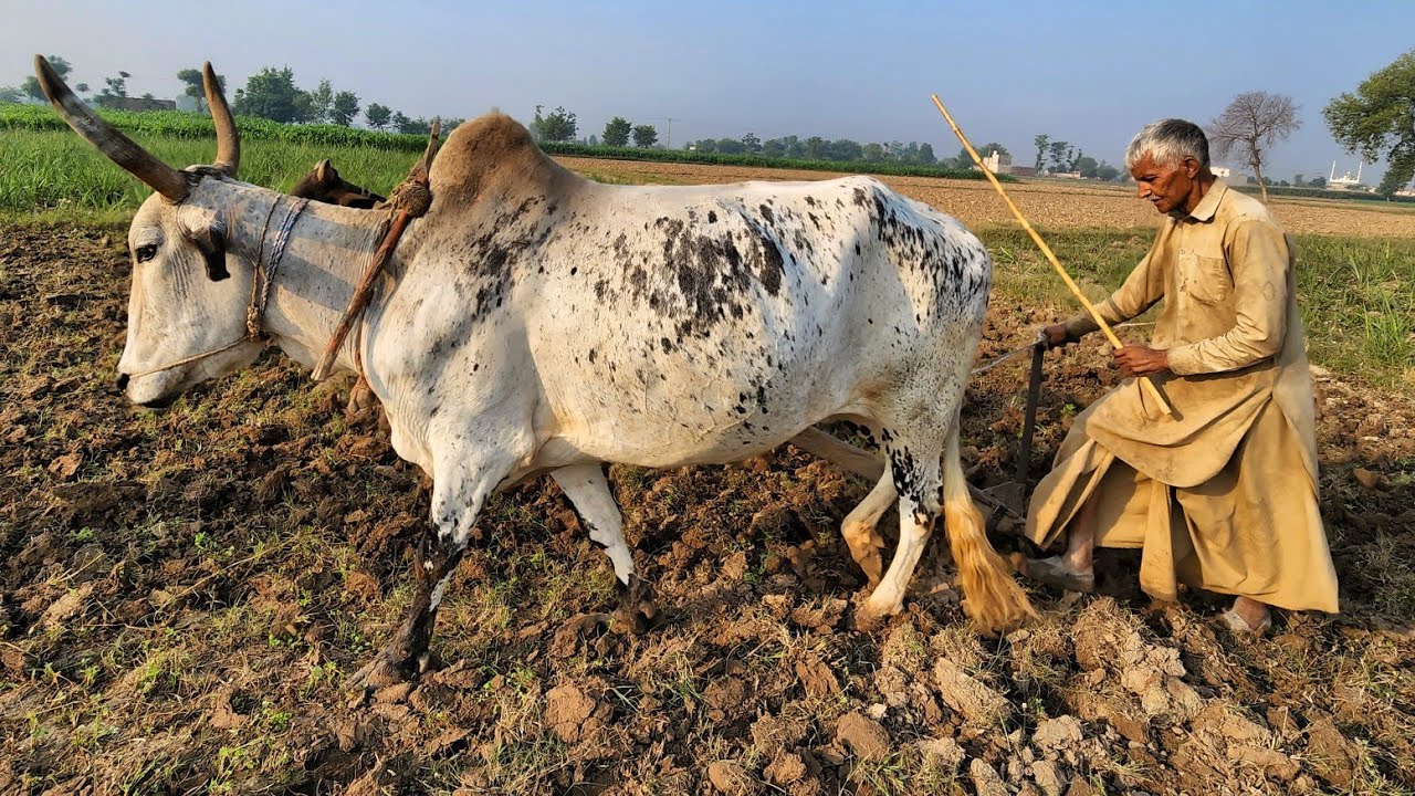 Traditional Bull Ploughing in Pakistan | Old Punjab Farming Method Still Used Today