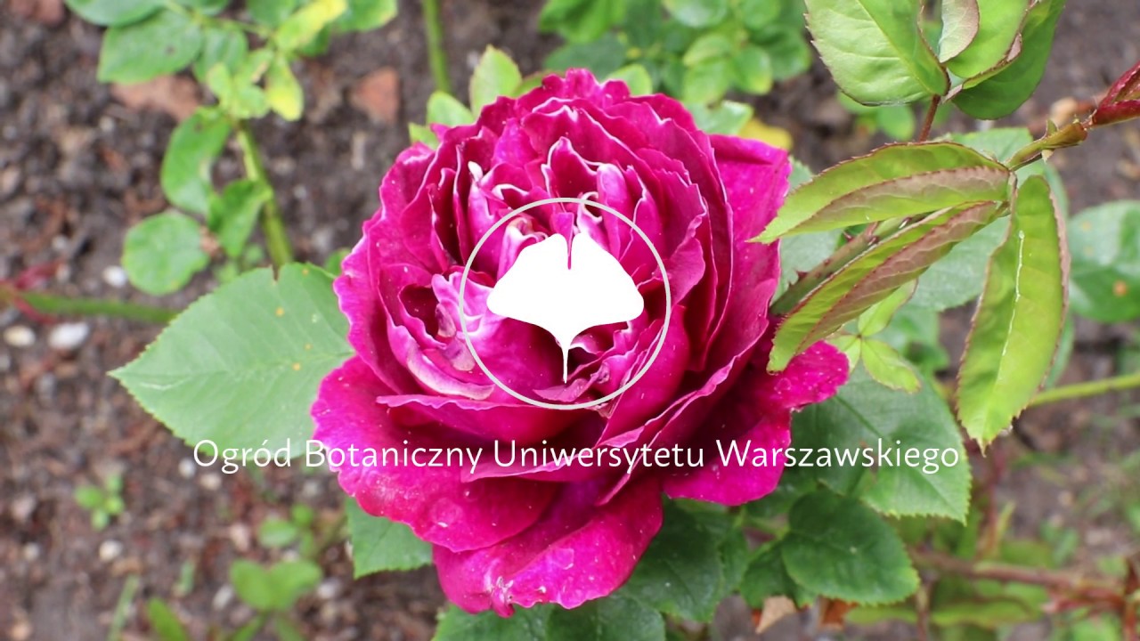 Róże dzikie i historyczne / #rosarium cz. 1