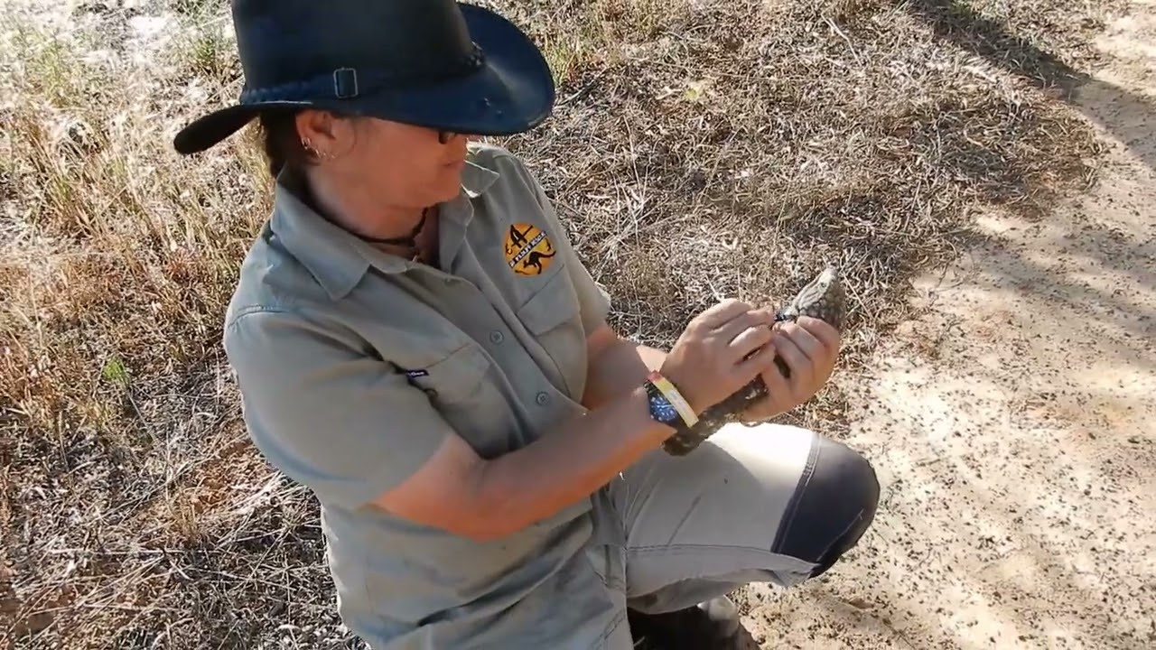 A wild Shingleback/Sleepy Lizards Tick removal in West Australia by Wildlife Warrior Outback Jones