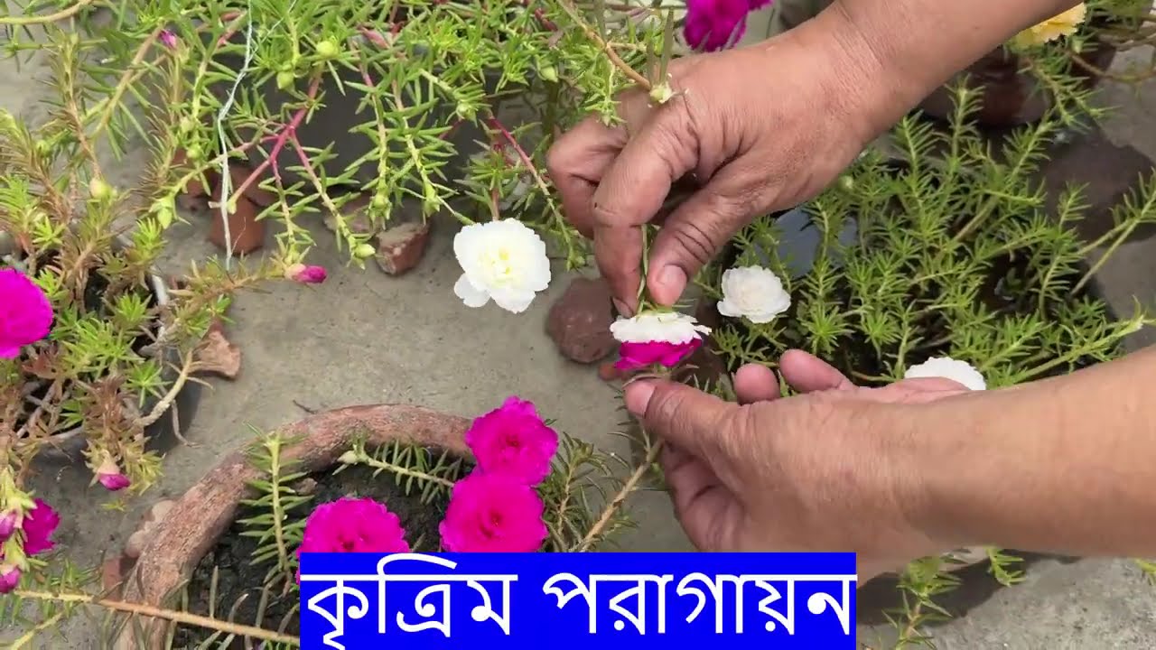 খুব সহজে নিজের হাতে পুর্তলিকা (টাইম ফুল) ফুলের নতুন রং তৈরি করুন