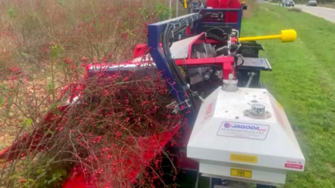 JAREK 5   zbi&oacute;r dzikiej r&oacute;ży half row berry harvester   harvesting rose hip   JAGODA JPS Agromachine