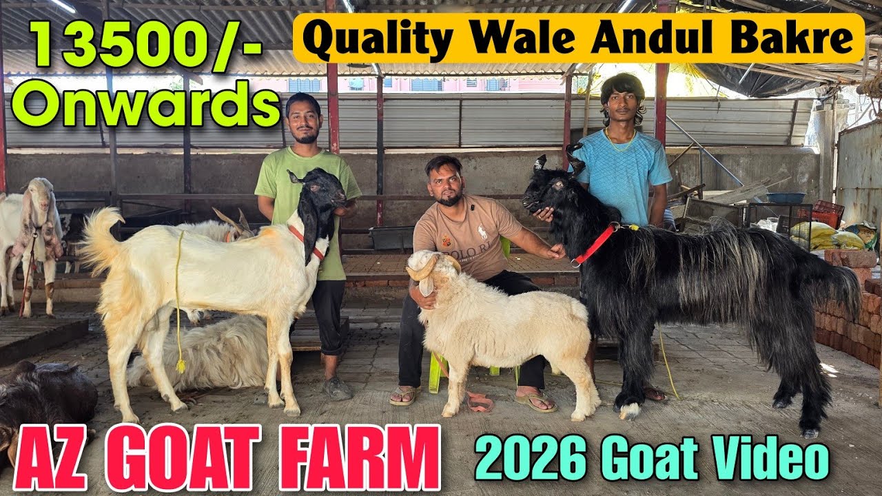 13500/- Onwards Quality Wale Andul Bakre At AZ GOAT FARM | 2026 Goat Video In Bhiwandi 