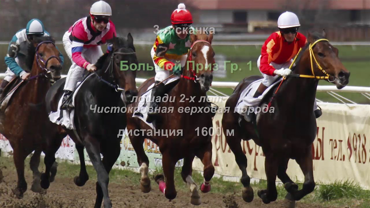 Видео 18-й день - 29.10.2016г.  Краснодарский ипподром Закрытие Осенний Кубок Коннозаводчиков РФ