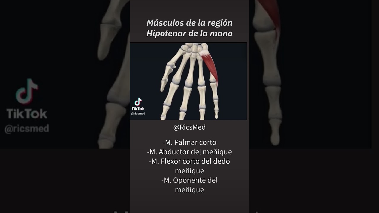 M&uacute;sculos Hipotenares #primersemestre #anatomia #anatomiafacil #doctor #dolor #medicina #anatomia