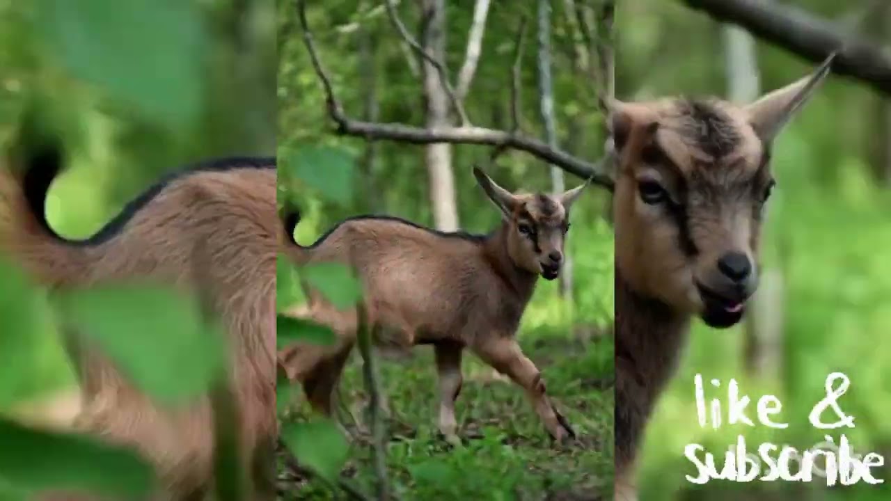 How are sacrificial goats prepared? 