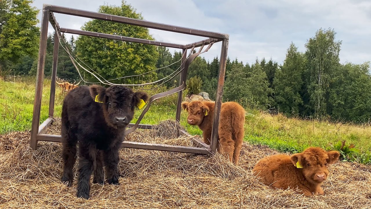 Three calves so far
