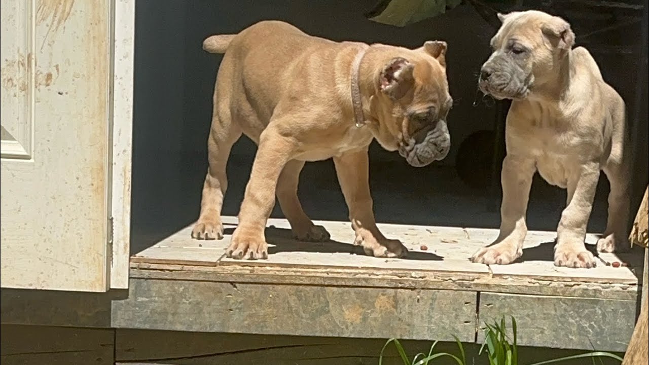 Is there a difference between Italian Corso and American 👀#canecorso #explore #breeder #dogbreed
