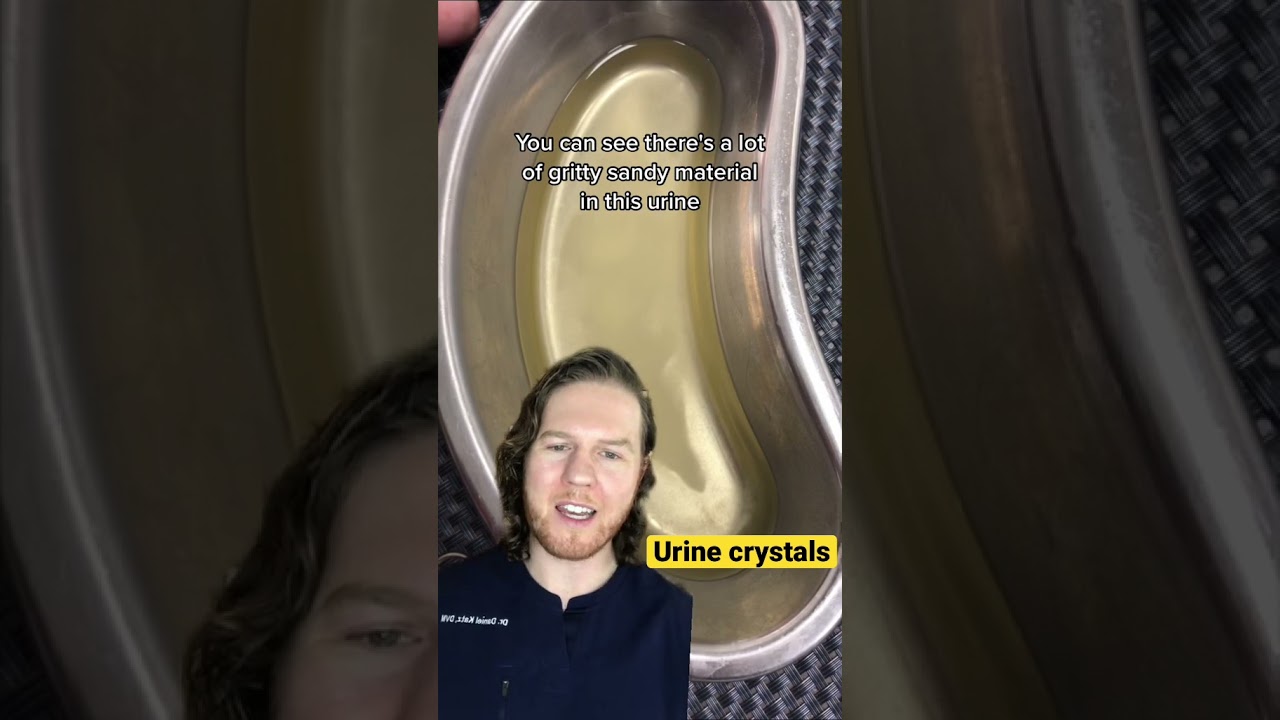Urinary crystals in cats 🐈 #veterinarian #veterinarymedicine
