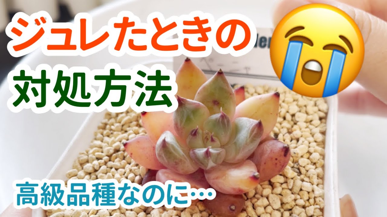 【多肉植物】高級品種がジュレた！対処方法【救出】