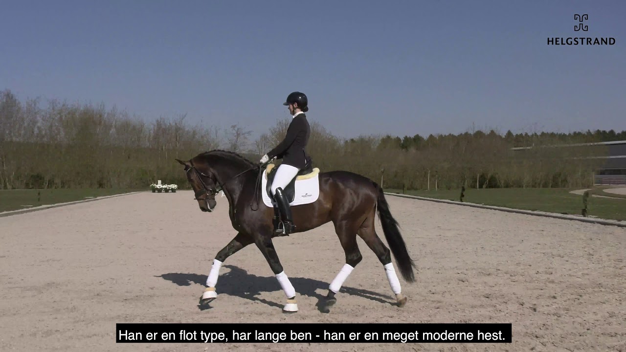 Knock-Out by Expression/Ferro, stallion, born 2015