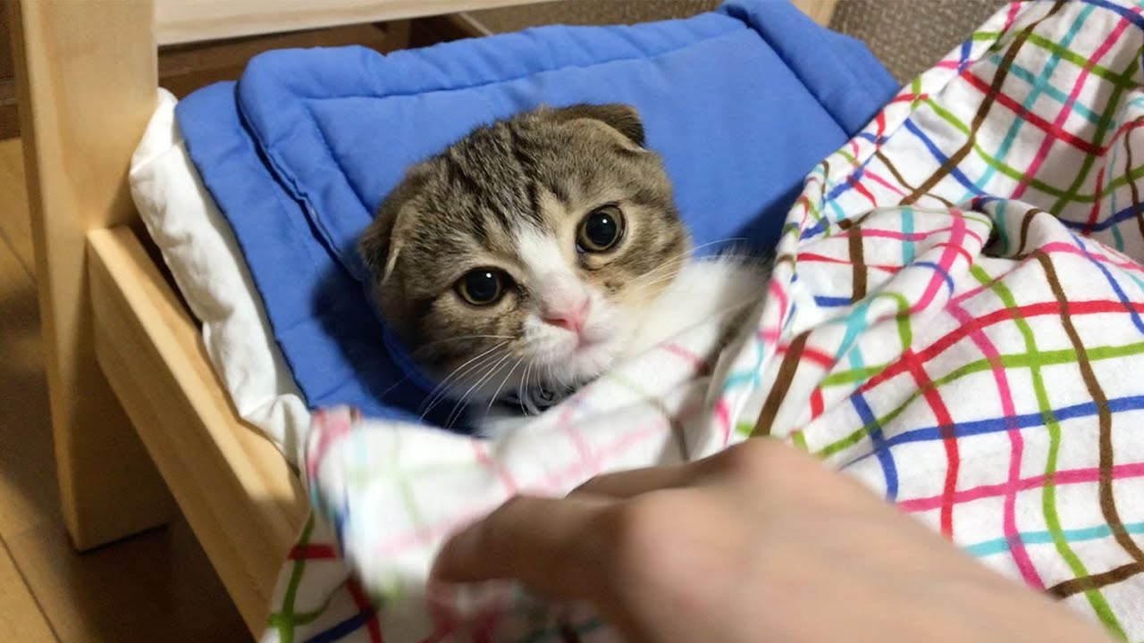 もうすぐ2歳！ぽこの子猫時代を振り返りますw