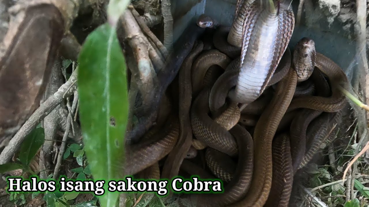 Halos isang sako na cobra sa dating masukal na manggahan