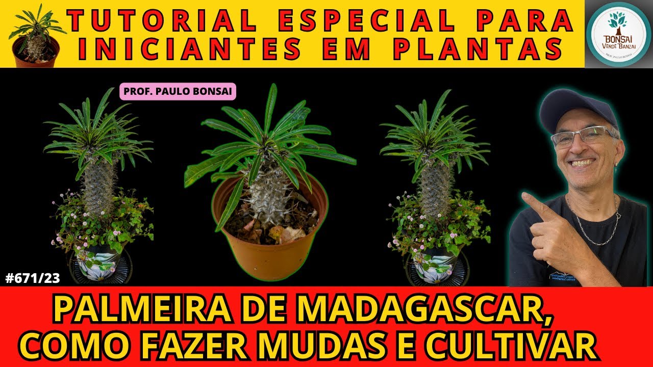 #Mudas, como fazer? Palmeira de Madagascar#PauloBonsai​​​​​​​​​​​😉😍