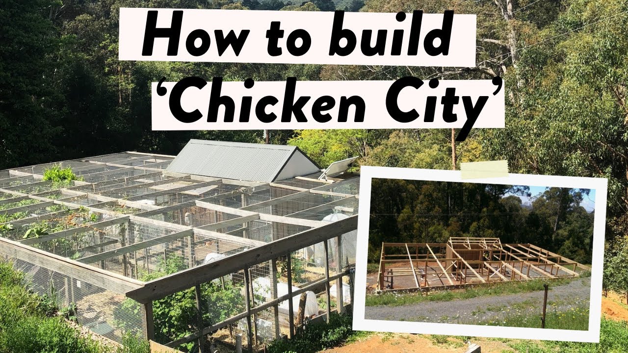 Ultimate Chicken Coop Build: Answering Your Questions on Design, Roofing & Predator Proofing!