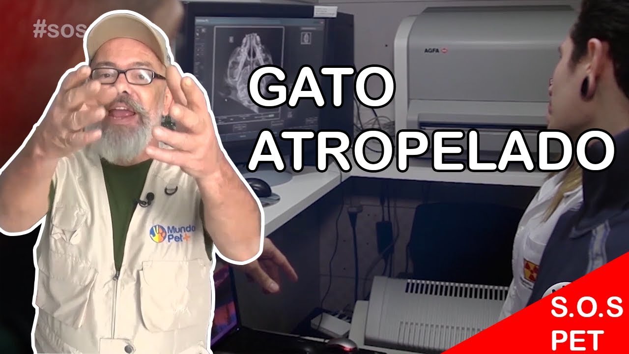 S.O.S PET #1 - RECUPERAÇÃO DE UM GATO ATROPELADO