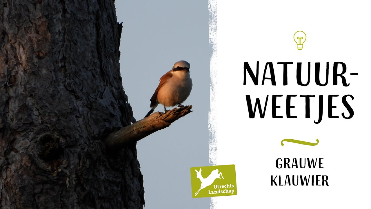 Natuurweetjes - Grauwe klauwier