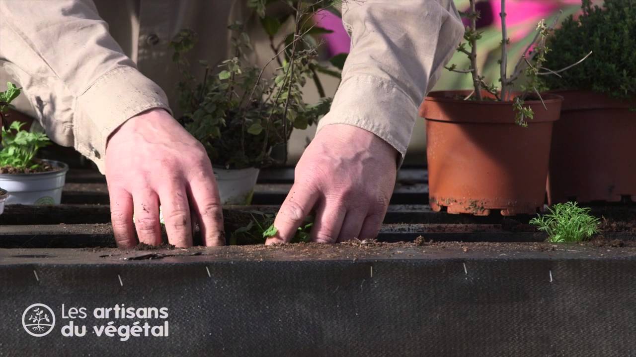 🌿 Transformez une simple palette en un jardin d’aromatiques parfumé !