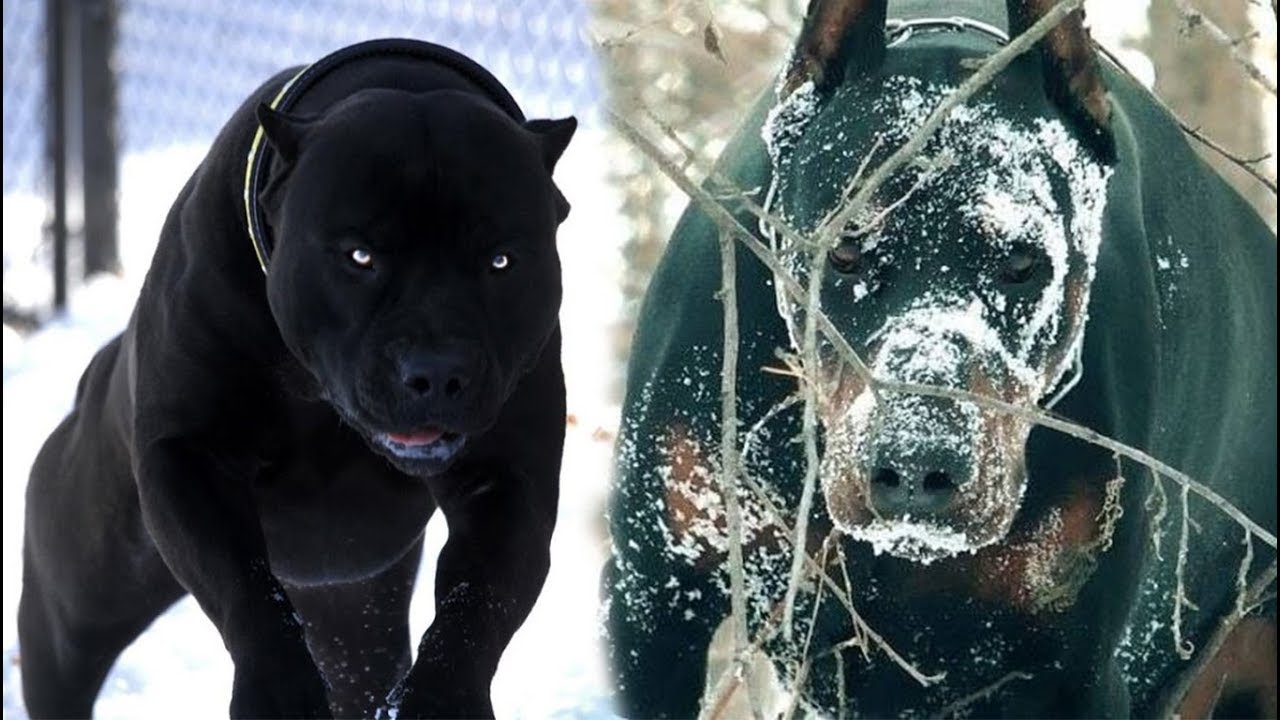 TOP 5 Razas De Perros con apariencia ATERRADORAS