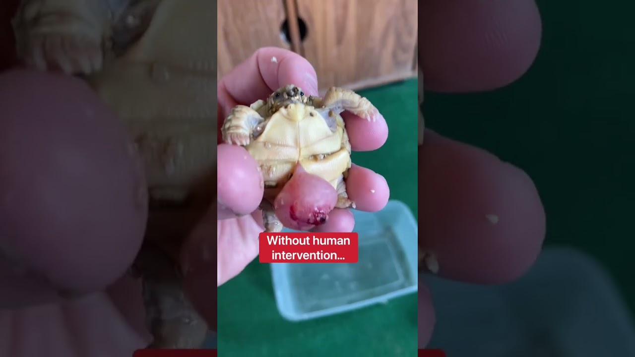 Этот малыш-черепаха не должен быть живым 😥🐢 #шорты #черепаха