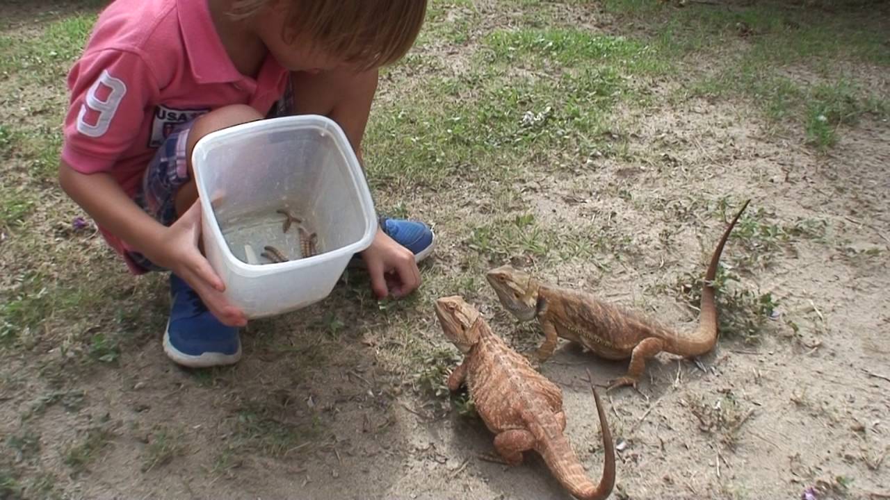Dragon Barbudo en Colombia (Pogona vitticeps)