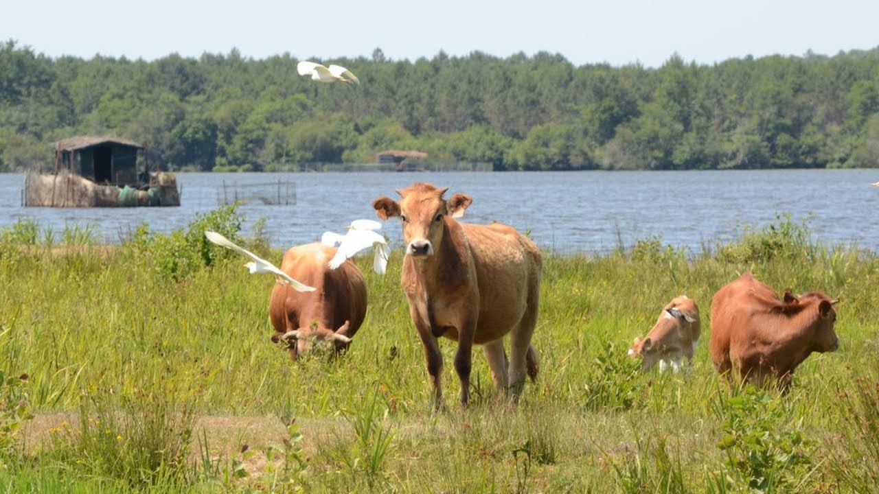 À Aureilhan, les vaches marines au service de la biodiversité