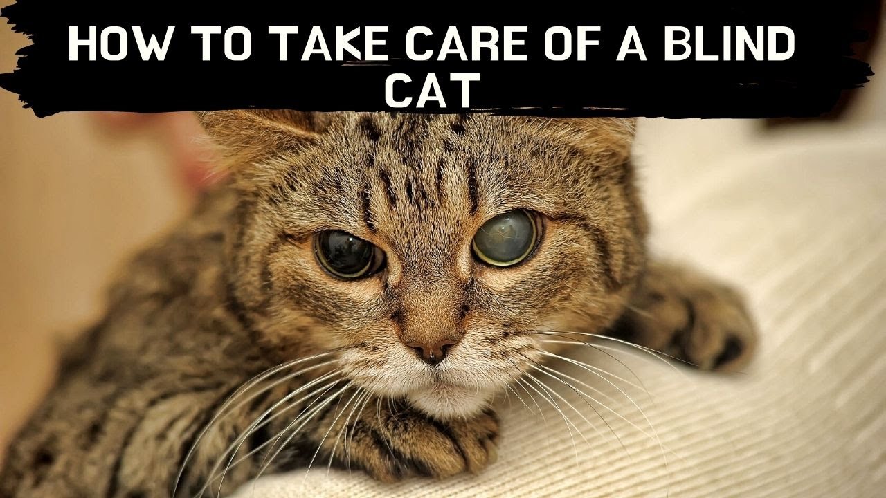 How to take care of a blind cat Updated 2021 || Blind cat care || Blind cat eyes