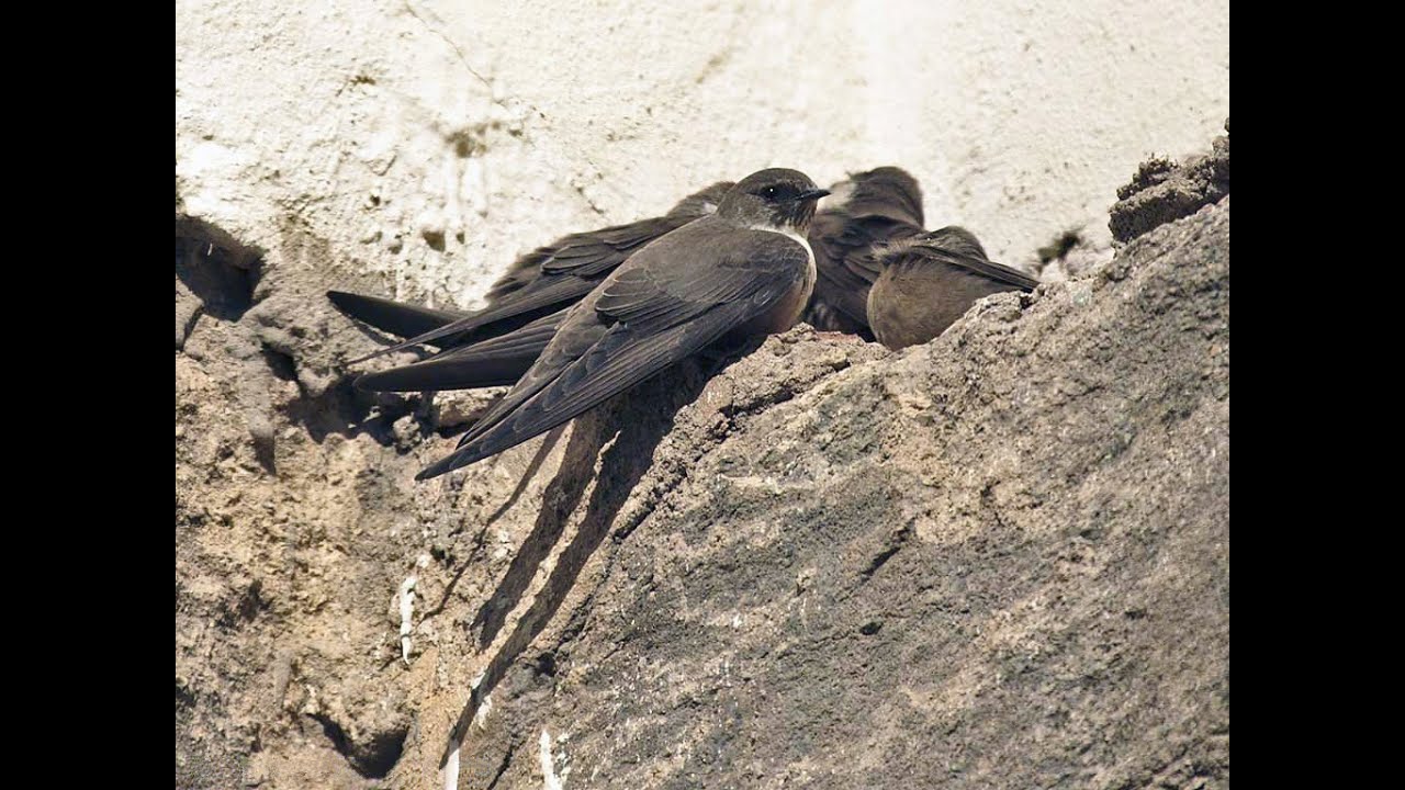 Vogel der Woche   die Felsenschwalbe   eurasian crag martin