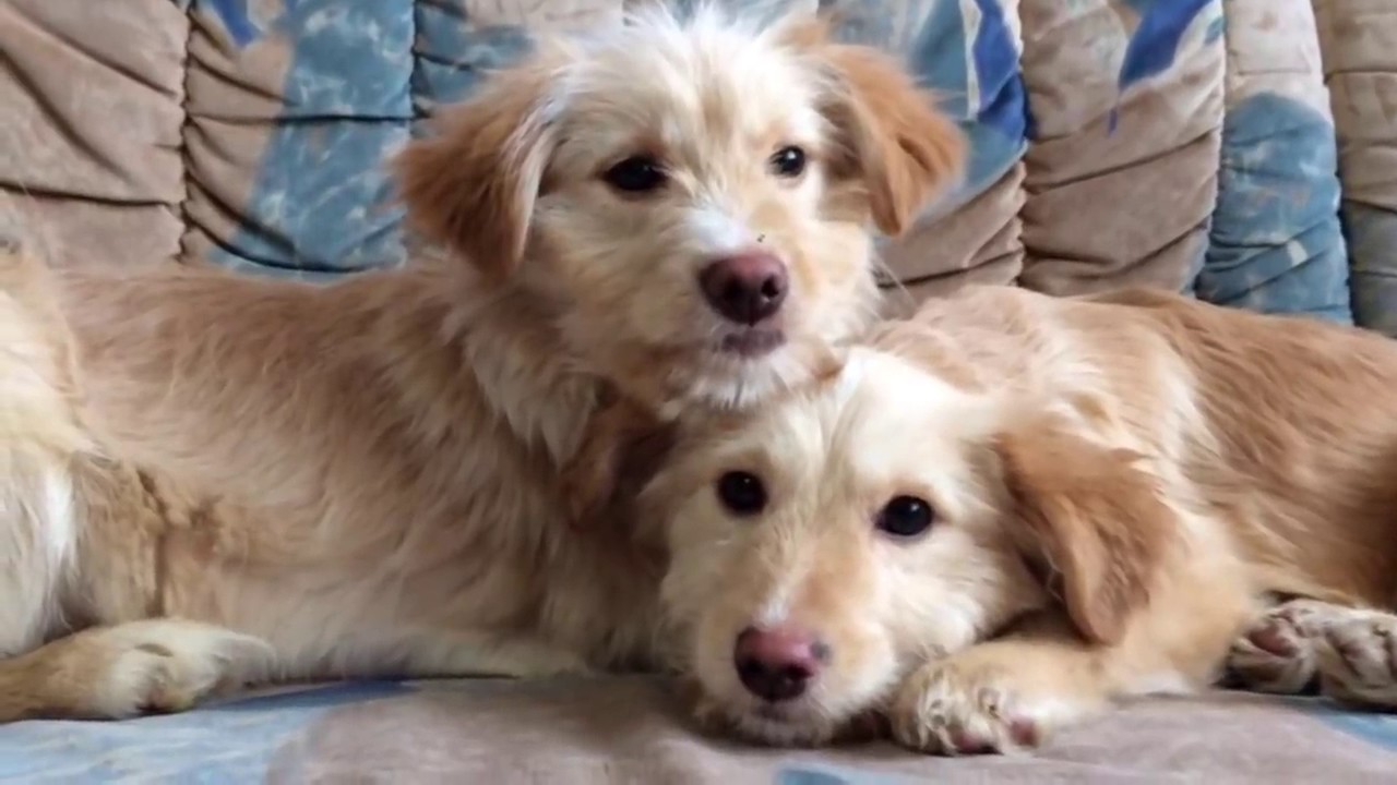 Scared Puppies Rescued from a Pipe, 50 days later