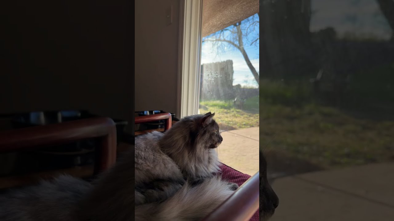 Spying on the birds #cat #catdaily #cattok #cutre #fyp #funnycats #kitten #prettycat 