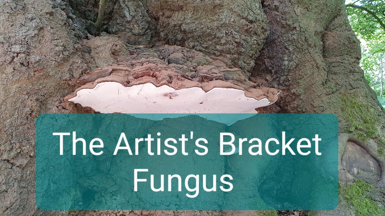 The Artist's Bracket Fungus