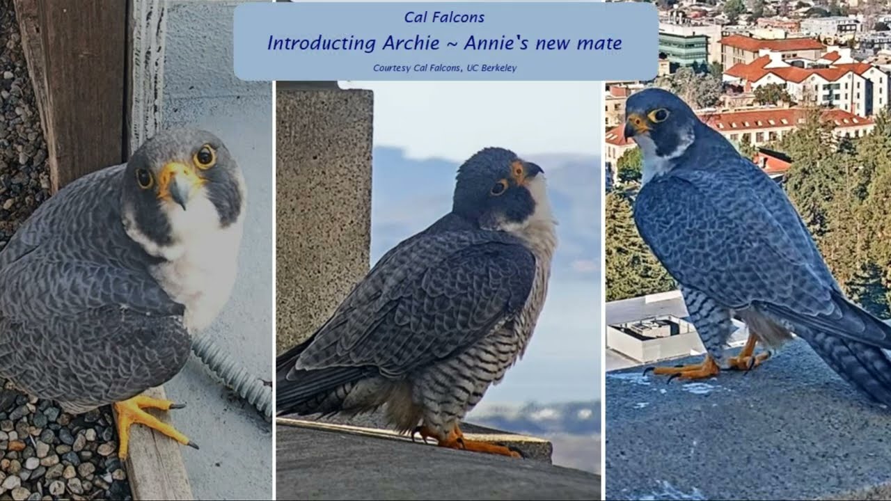 Cal Falcons: Introducing Archie 🤴 Annie's new mate 💕 2024 Feb 20