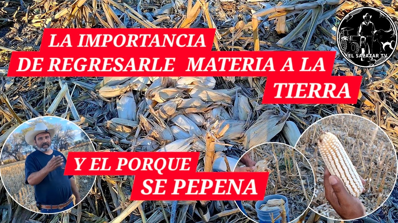 ✅️LA IMPORTANCIA DE REGRESARLE ALGO DE MATERIA A LA TIERRA (El rastrojo)| Y EL PORQUÉ SE PEPENA 🌽