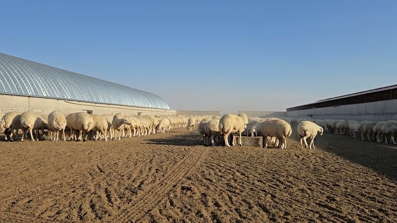 We fed the sheep,daily farm life 8